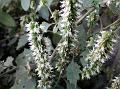 White Shrub-Mint